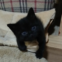 真っ黒ちゃん