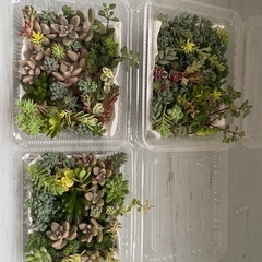 多肉植物カット詰め合わせ3つまとめての画像