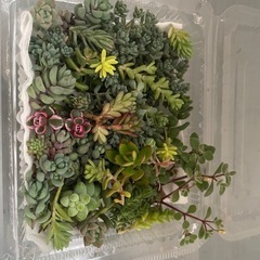多肉植物カット詰め合わせ3つまとめての画像