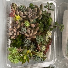 多肉植物カット詰め合わせ3つまとめての画像