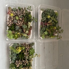 多肉植物カット詰め合わせ3つまとめての画像