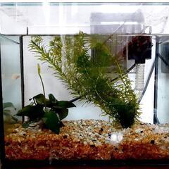 お魚を飼育しませんか？　お魚飼育セット