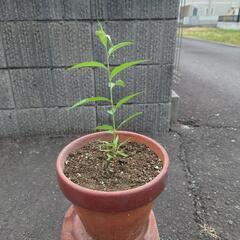 花桃の苗木  Ｎo5