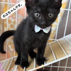 可愛い黒猫の女の子