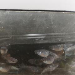 🐟️メダカ、めだか🐟️1ペア　ミッドナイトフリル（ラメ）
