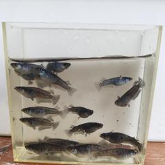 🐟️メダカ、めだか🐟️1ペア　ミッドナイトフリル（ラメ）の画像