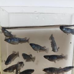 🐟️メダカ、めだか🐟️1ペア　ミッドナイトフリル（ラメ）の画像