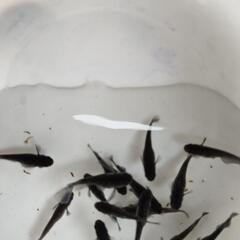 🐟️メダカ、めだか🐟️1ペア　ミッドナイトフリル（ラメ）の画像
