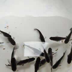 🐟️メダカ、めだか🐟️1ペア　ミッドナイトフリル（ラメ）の画像