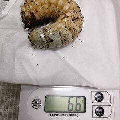 ラスト！羽化近いDH.モリシマイ3令後期幼虫♂オス単品1頭　ヘラ...