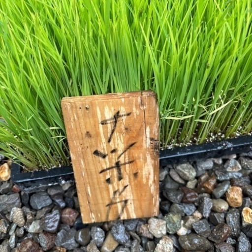 米苗 米 水稲 (ナツホノカ) 8箱分 1箱700円