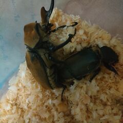 100g エレファスゾウカブト　3令後期幼虫♂オス単品1匹の画像