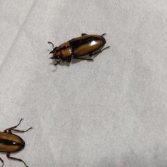 カネギエーテルノコギリ　♀単の画像