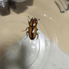 カネギエーテルノコギリ　♀単の画像