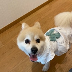 ポメラニアン　元気いっぱいの１１歳