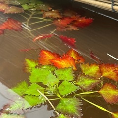 ビオトープ水草　オビニシ　一株