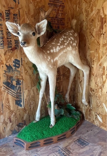 バンビ　子鹿剥製