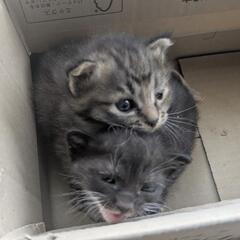 保護猫の里親募集