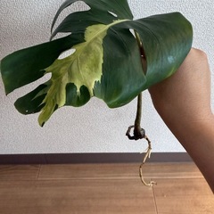 「超レア」モンステラ　ホワイトラバ　デリシオーサ　発根済み