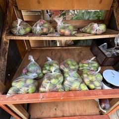 摘果　マンゴーとりたて🥭
