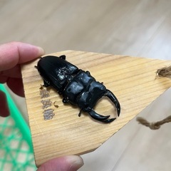 オオクワガタ 