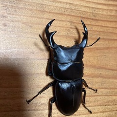 取引中‼️オオクワガタペアの画像
