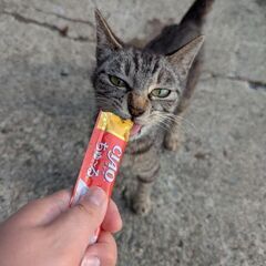キジトラ　女の子　2歳