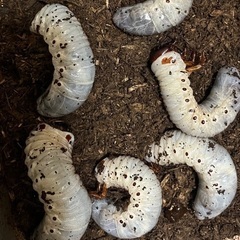ヘラクレスオオカブト幼虫　3令初期