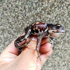 小さいヒキガエル！3匹セット！本州発送可能ですの画像