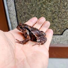 小さいヒキガエル！3匹セット！本州発送可能ですの画像