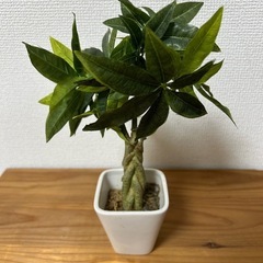 フェイク観葉植物の画像