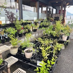 レイシェステリア　挿し木苗
の画像