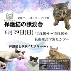 6/29保護猫譲渡会　子猫参加予定！