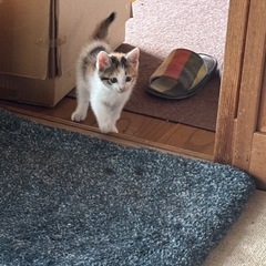 子三毛猫の里親募集してます