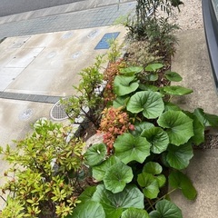 取り放題⭐︎ご自身で取って持っていってください。の画像