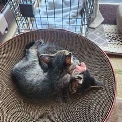 里親募集中