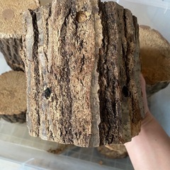 昆虫用品　カブトムシ　クワガタムシ　産卵木　止まり木　クヌギ　コナラ
