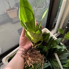 サンスベリア　観葉植物　ガーデニング