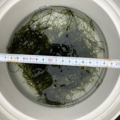 【最終】水草ウィローモス