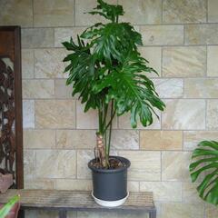 観葉植物
