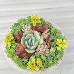 多肉植物寄せ植え⑧の画像