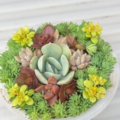 多肉植物寄せ植え⑧の画像