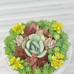 多肉植物寄せ植え⑧の画像