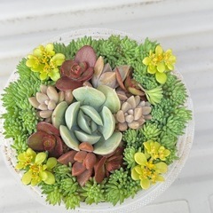 多肉植物寄せ植え⑧の画像