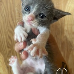 子猫5匹【残り1匹】里親募集中