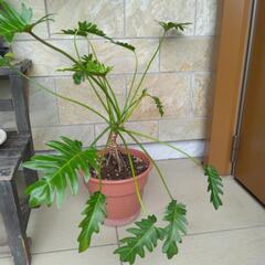観葉植物