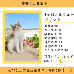 里親募集中！3ヶ月ノルウェージャンフォレストキャット(⋈◍＞◡＜...