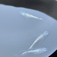 めだか　ネプチューン稚魚　10匹の画像
