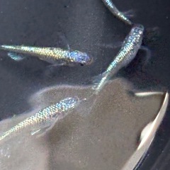 めだか　ネプチューン稚魚　10匹の画像
