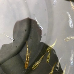 (取り引き決定)メダカラメ王10匹 